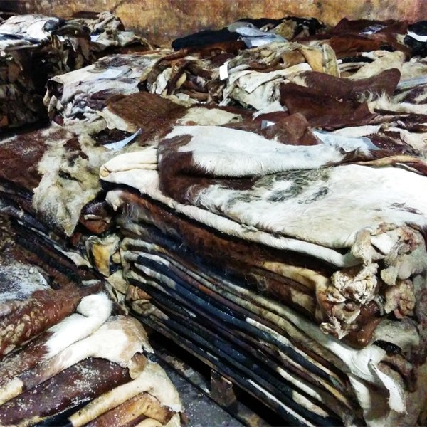 Wet Salted Cow Hides - Image 3